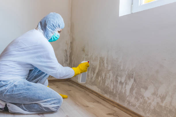 Licensed Mold Inspection service in Jackson, TN - WQB Mold Removal