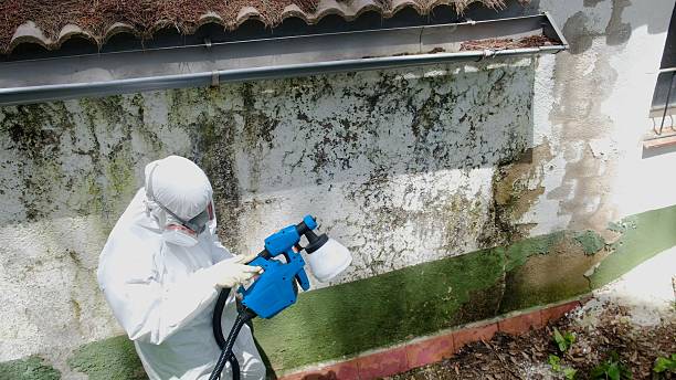 Top rated local Mold Inspection specialists in Jackson, TN